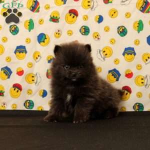 Dylan, Pomeranian Puppy